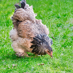 Young female Brahma chicken color salmon looking in the grass, photo made on 24 september in Weert the Netherlands