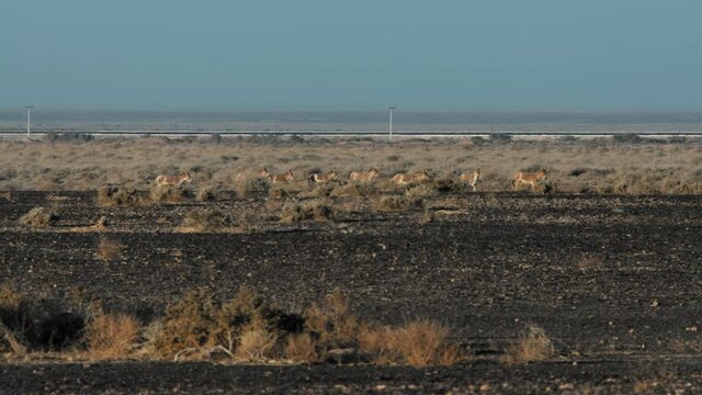 Shaumari Wildlife Reserve, long shot, Pan with Onagers, Asian Donkeys in the wild of Azraq, Jordan. 4K