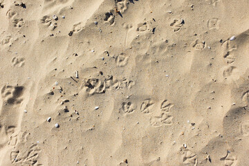 Seagull / bird footprints on the beach sand. View from above.