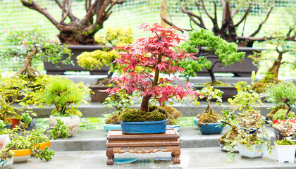 Fototapeta na wymiar Beautiful red japanese maple bonsai tree.