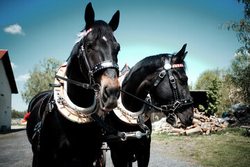 Horses in front of a carriage
