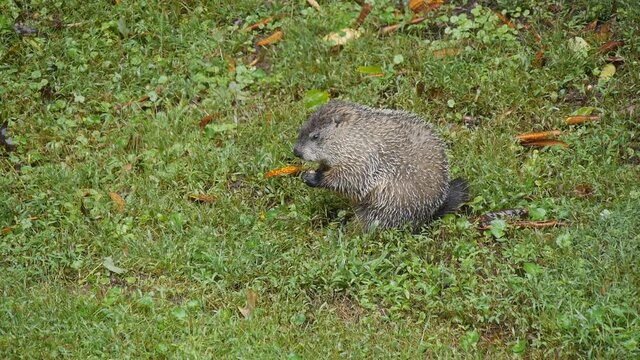 Groundhog sitting in grass in nature