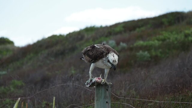 Osprey eating a silver bream fish. Western Australia. En face view. windswept and rainy conditions