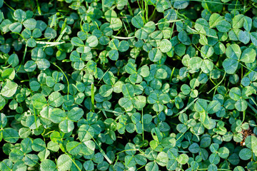 Obraz premium Clovers