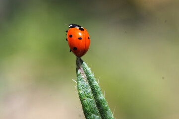 coccinelle