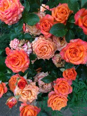 bouquet of roses