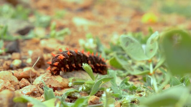Close up of a The Pipevine Swallowtail caterpillar.