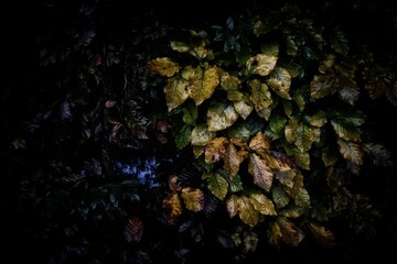 green foliage and nature 