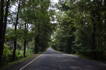 Fototapeta na wymiar country road, green trees tunnels
