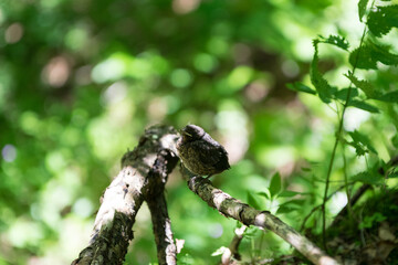 
young wild bird on a branch in the forest