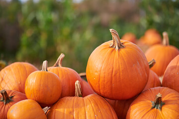 Orange halloween pumpkins on stack of hay or straw in sunny day, fall display