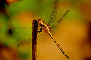 dragonfly on a branch