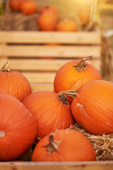 Orange halloween pumpkins on stack of hay or straw in sunny day, fall display