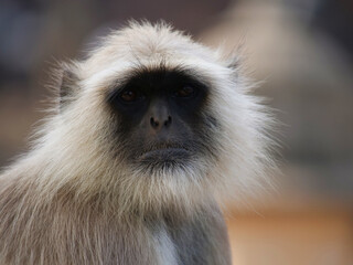 20 Gray Langur