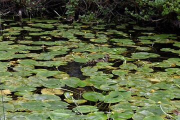 Beautiful Sunrise at Irish Canal