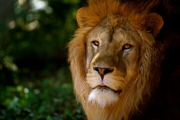close up portrait of a lion