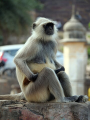 19 Gray Langur