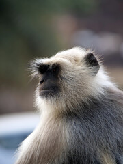18 Gray Langur