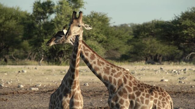 closeup of 2-3 giraffes at a waterhole in etosha national park, namibia