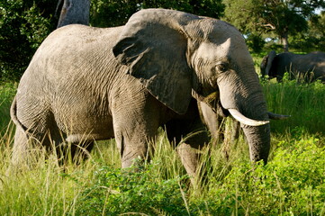 Naklejka na ściany i meble african elephant in the savannah