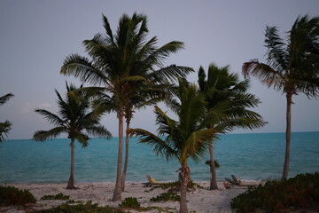 Fototapeta na wymiar カリブ海のヤシの木々とホワイトビーチ