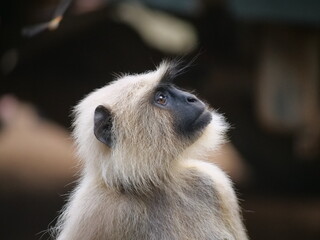 14 Gray Langur