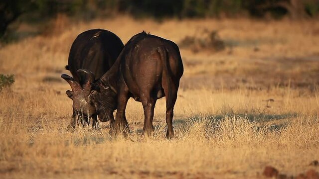 Two large buffalo, syncerus caffer wrestle and fight for dominance in golden light at Sabi Sands private game reserve, in the Mpumalanga region of South Africa