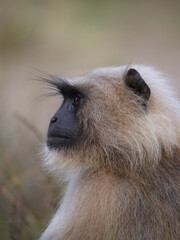 10 Gray Langur