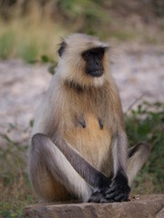 09 Gray Langur