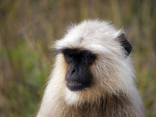 06 Gray Langur