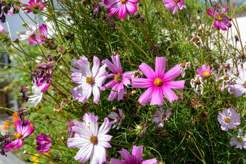 Herbstaster im Vorgarten 