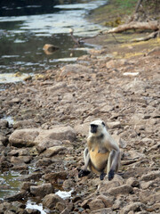 05 Gray Langur by river