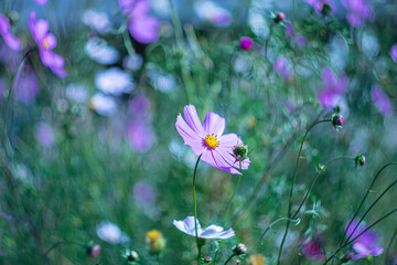 Obraz na płótnie Canvas Purple flower on a blurred background with bokeh effect.