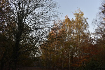Obraz premium Irish countryside in Autumn