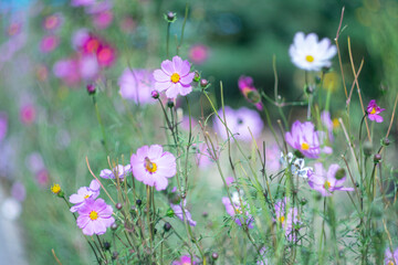 
Purple flower on a blurred background with bokeh effect.