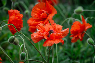 Red poppy flower on dark green background summer time