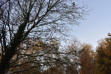 Irish countryside in Autumn