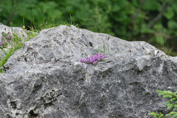 Pink flowers on a great rock in the mountains