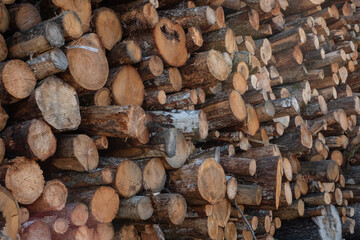 Timber logs in a huge stack. Cut wood logs, firewood.