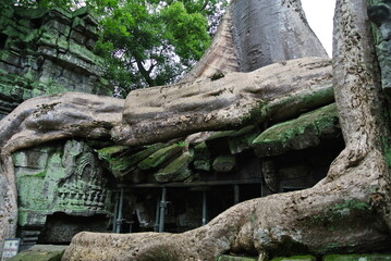Fototapeta na wymiar 캄보디아 앙코르와트 자이언트 나무