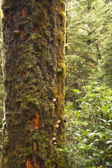 The tree trunk covered by a moss