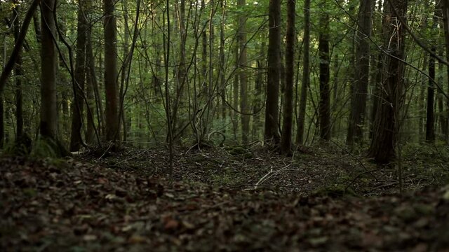 Dark, mysterious-looking forest filmed with a static frame, with slight movement in branches and leaves.