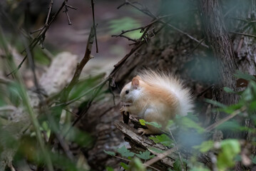 White squirrel (leucistic red squirrel) standing in the forest in the morning light in Canada