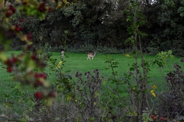 wild deer in field