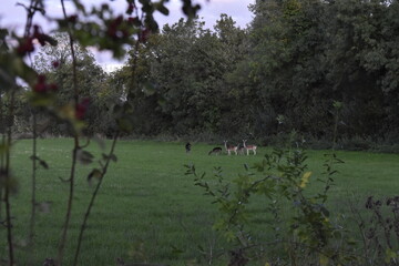 wild deer in field