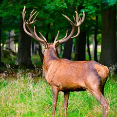 deer in the forest