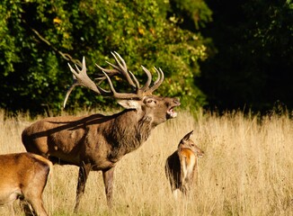 deer in the wild