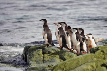 Fototapeta premium group of chinstrap penguins in antarctica on rock