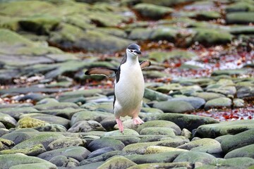 chinstrap penguins in antarctica on rock