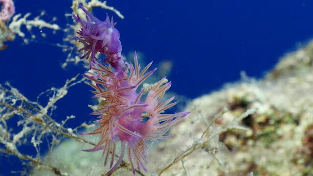 nudibranch flabellina nudi branch nudybranch  underwater slug ocean scenery